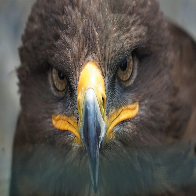 Artwork for podcast Wildlife Matters The Podcast