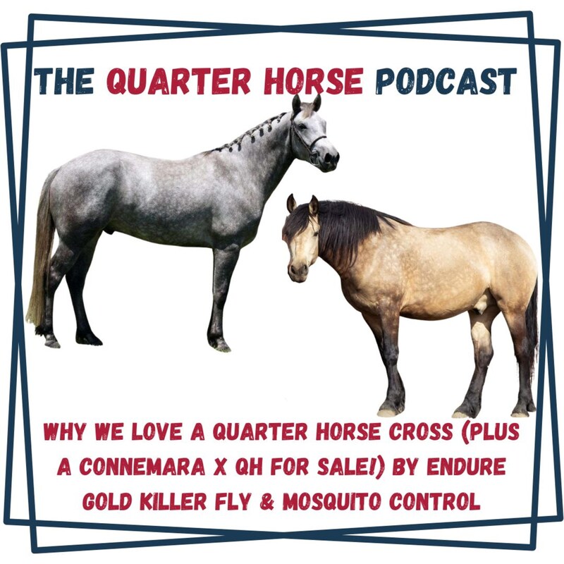 Artwork for podcast Horses in the Morning