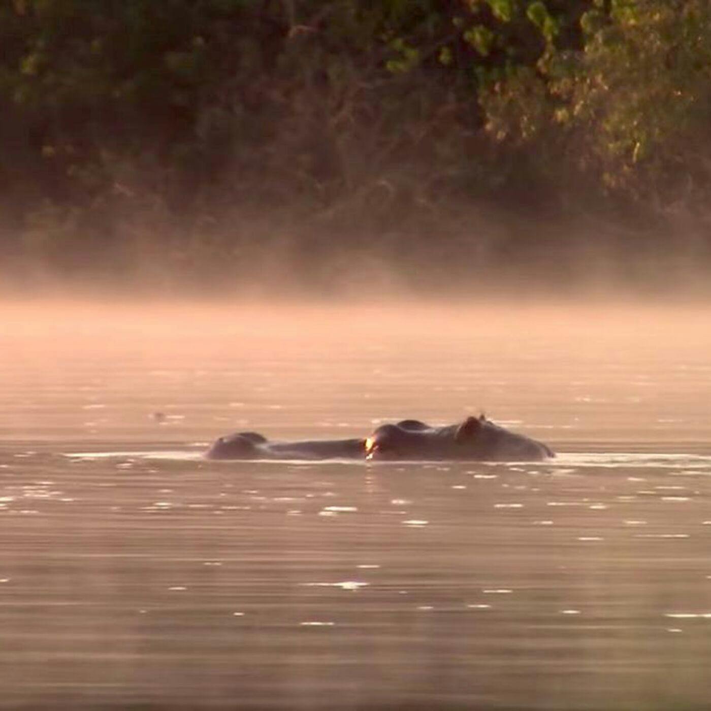 Kayak the Kwanza: The World-Record Paddle Down Angola's Longest River with Travel Author Oscar Scafidi