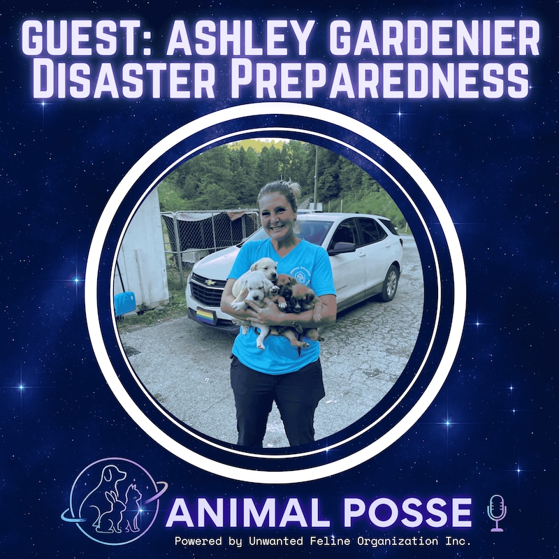 Artwork for podcast Animal Posse