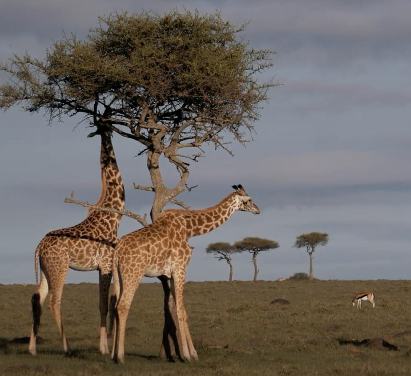 Bushwhacking to go Backpacking: Establishing Kenya's First Long-Distance Backpacking Trail with Chris Carter