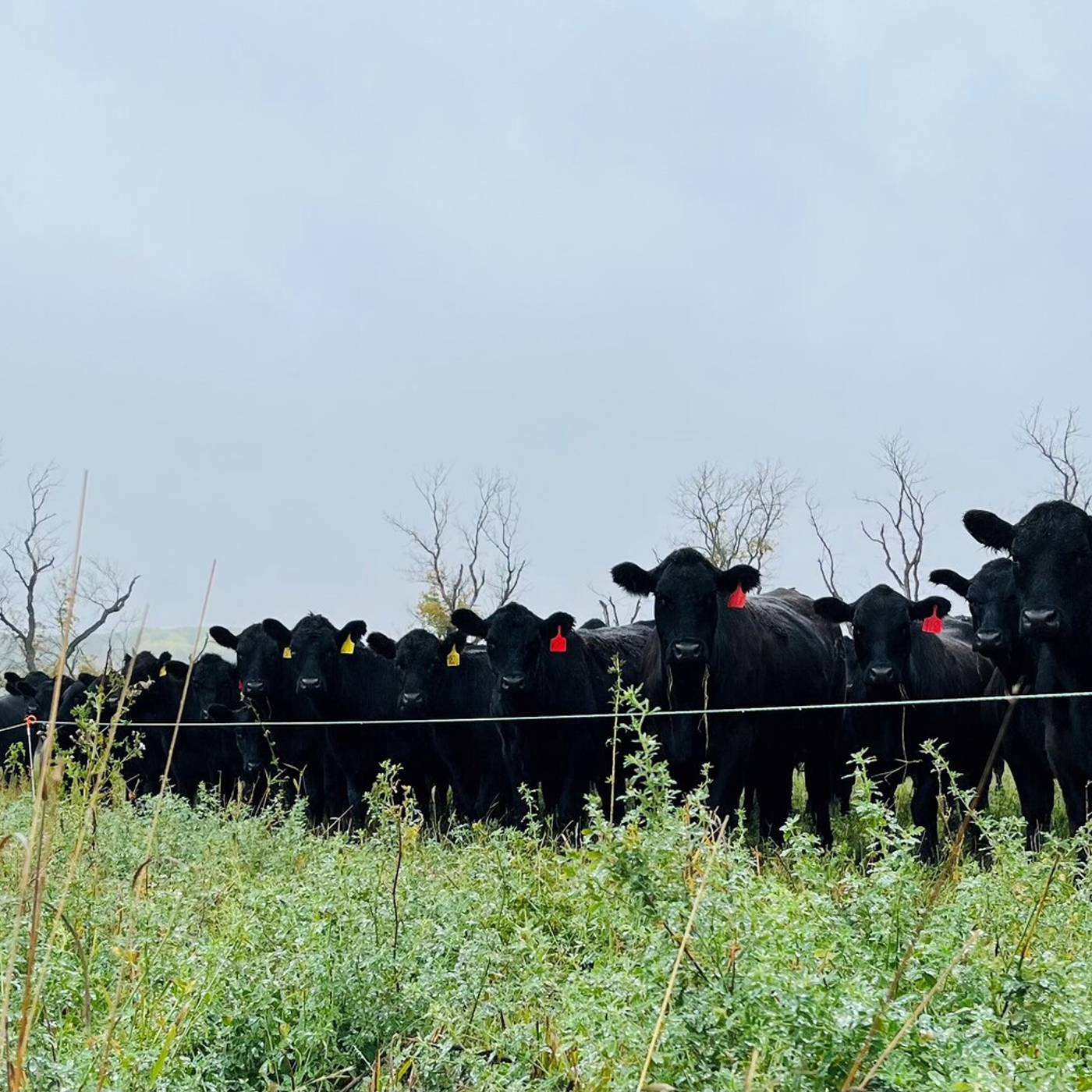 AHDB Food & Farming