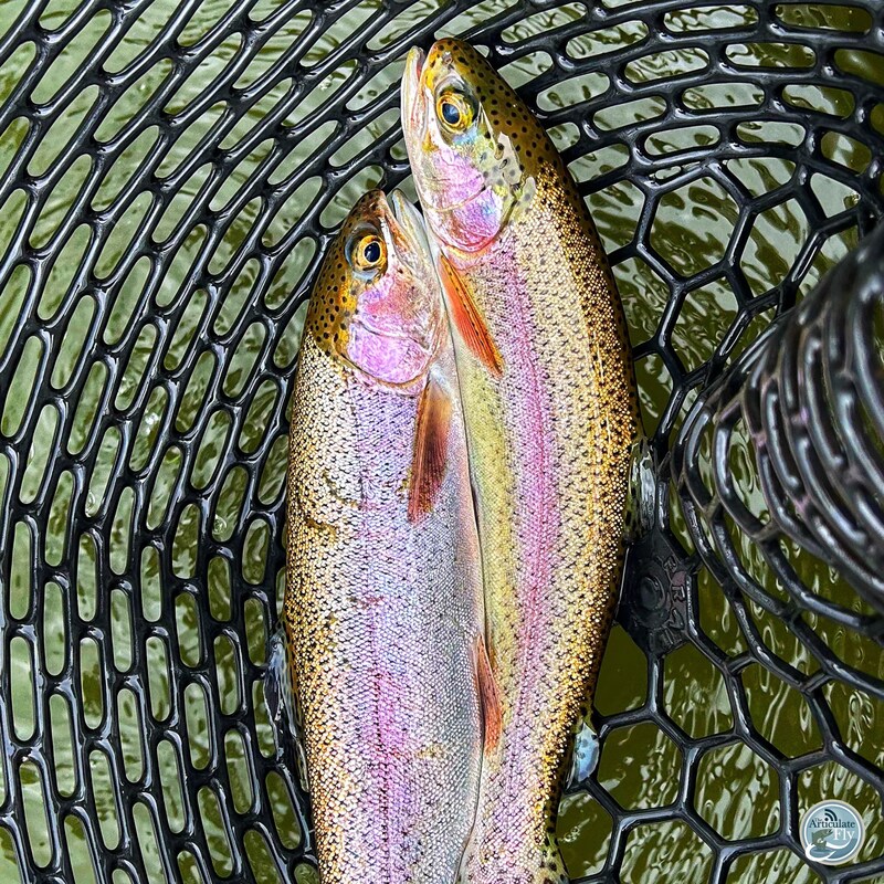 Artwork for podcast The Articulate Fly