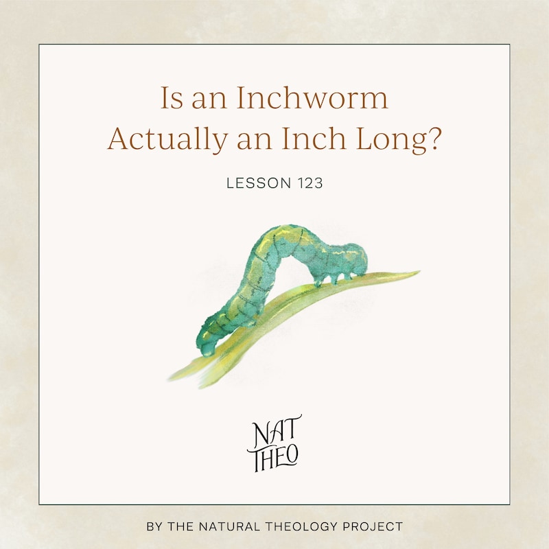 Artwork for podcast Nat Theo Nature Lessons Rooted in the Bible