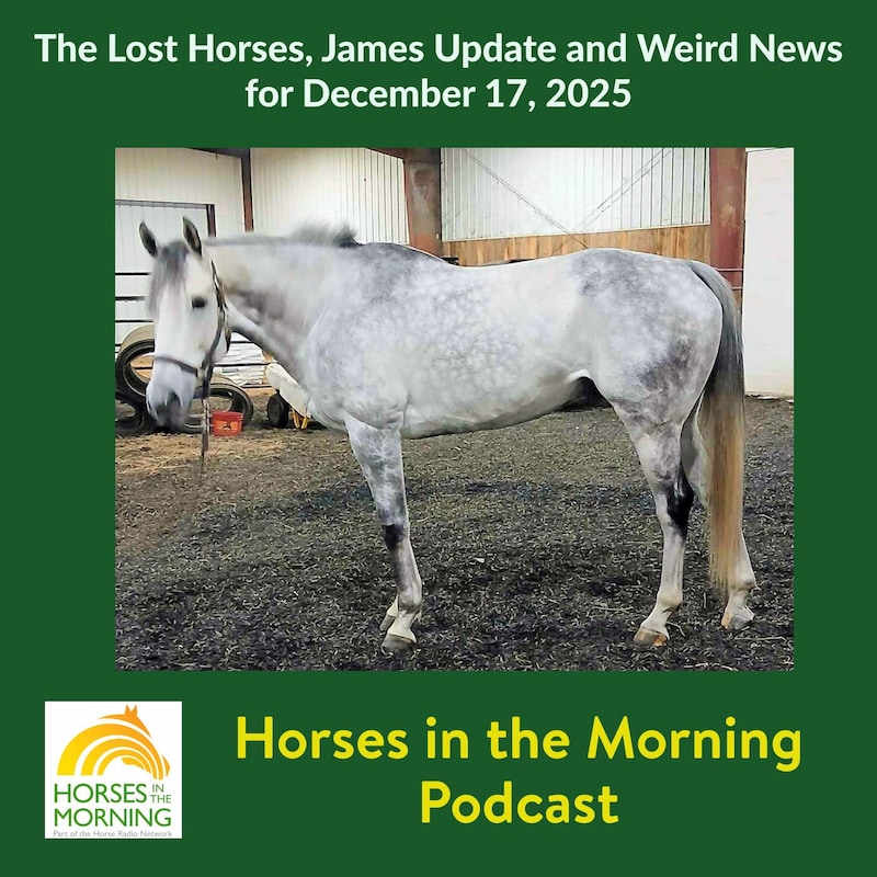 Artwork for podcast Horses in the Morning