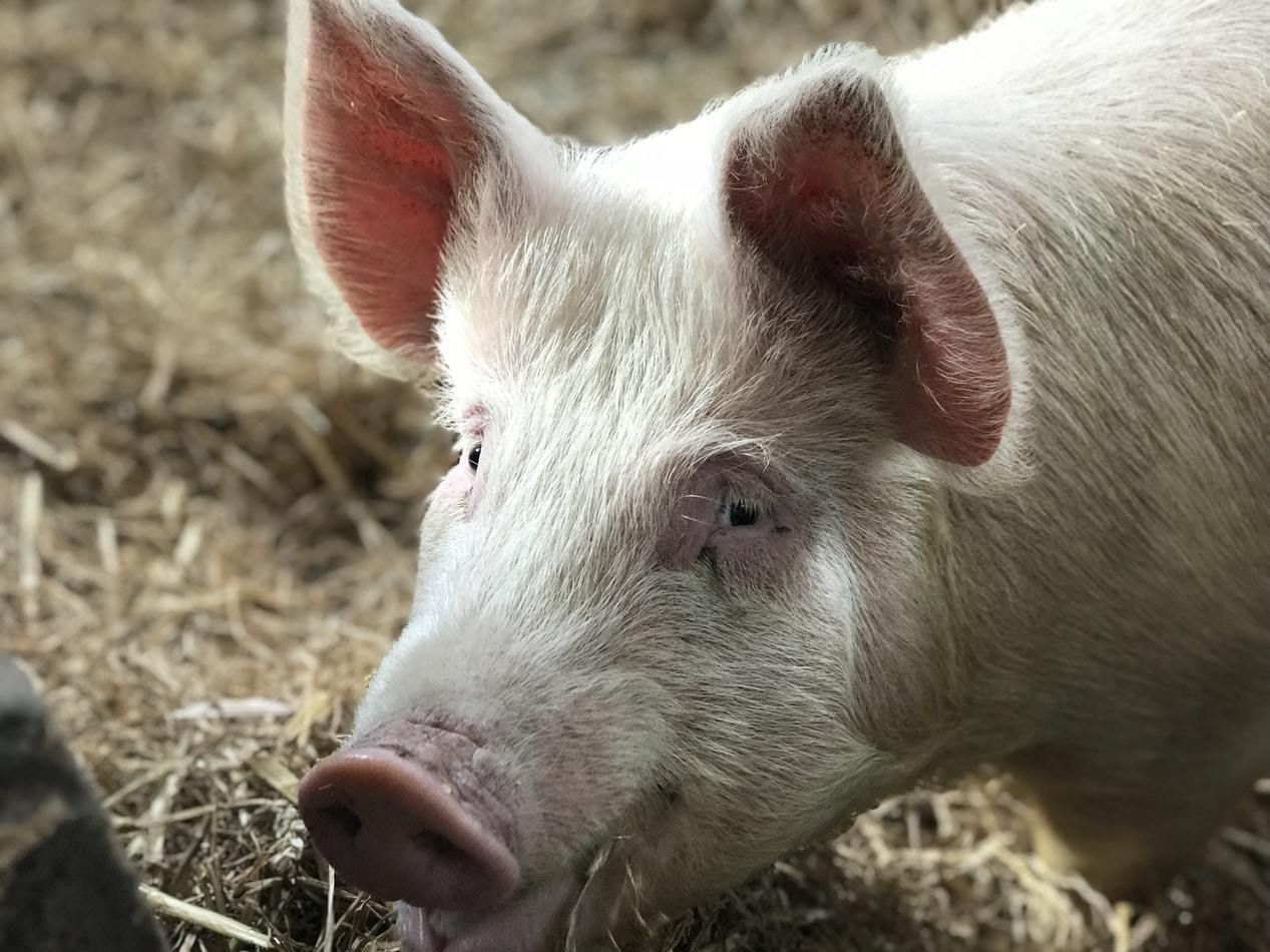 S1: Ever Thought Of Pigs As A Commercial Opportunity? episode artwork