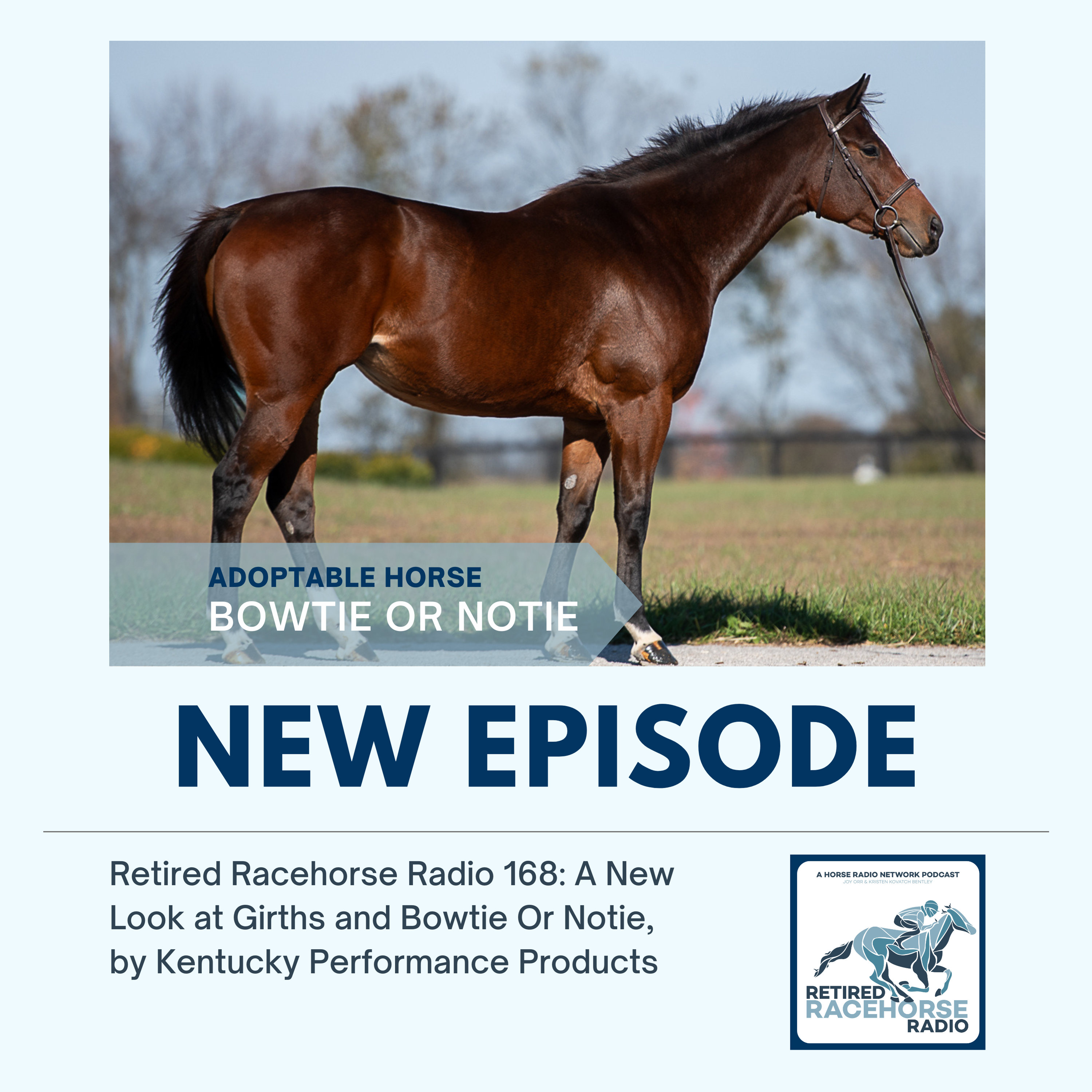 A New Look at Girths and BOWTIE OR NOTIE by Kentucky Performance Products - Retired Racehorse Radio