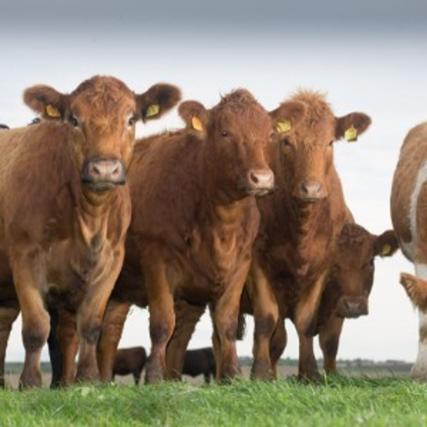 AHDB Food & Farming
