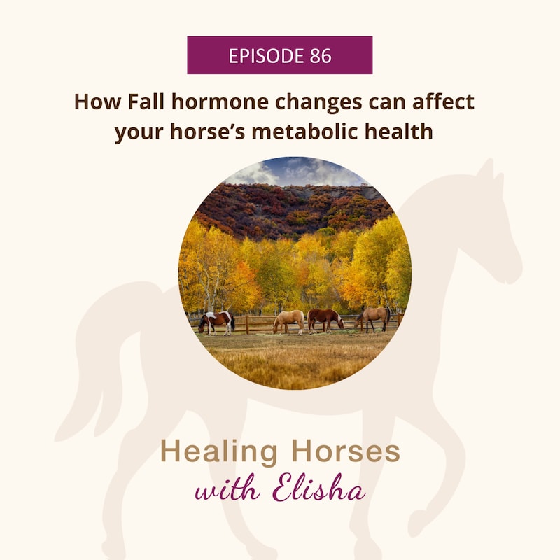 Artwork for podcast Healing Horses with Elisha