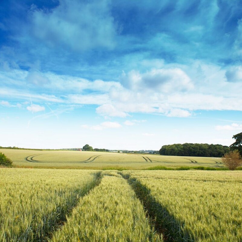 Artwork for podcast AHDB Food & Farming