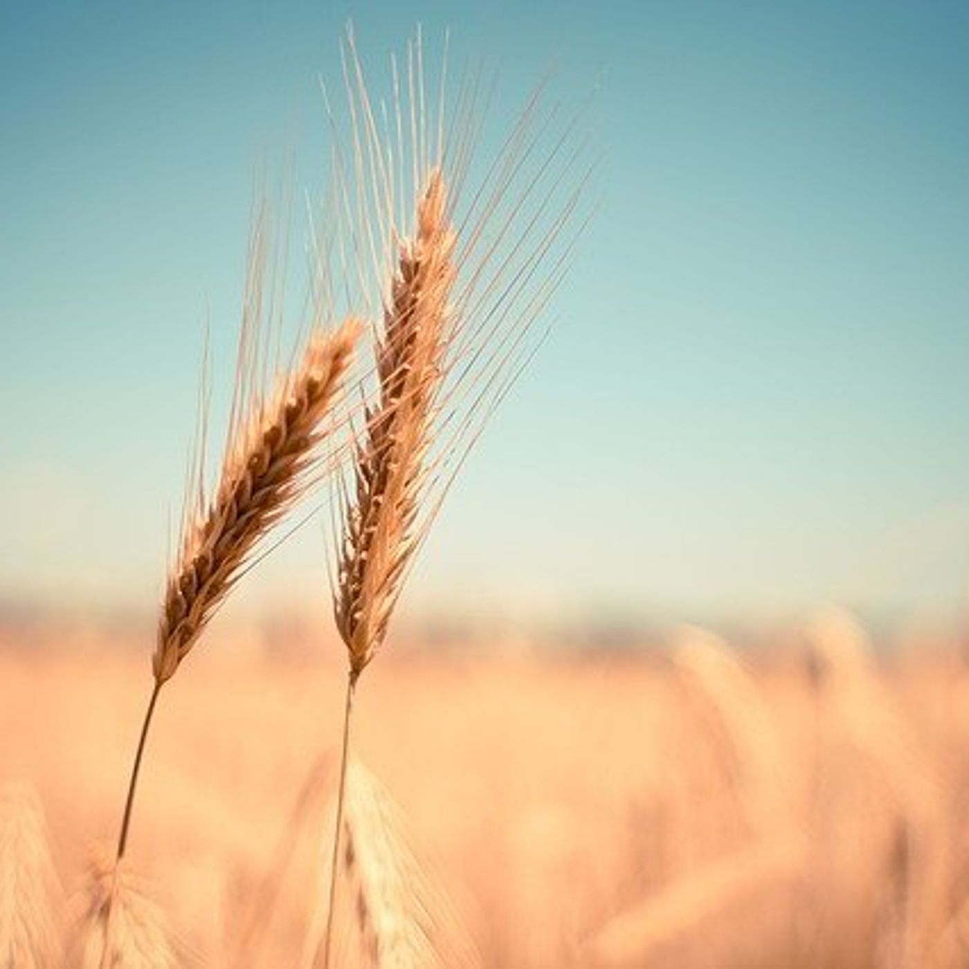 AHDB Food & Farming