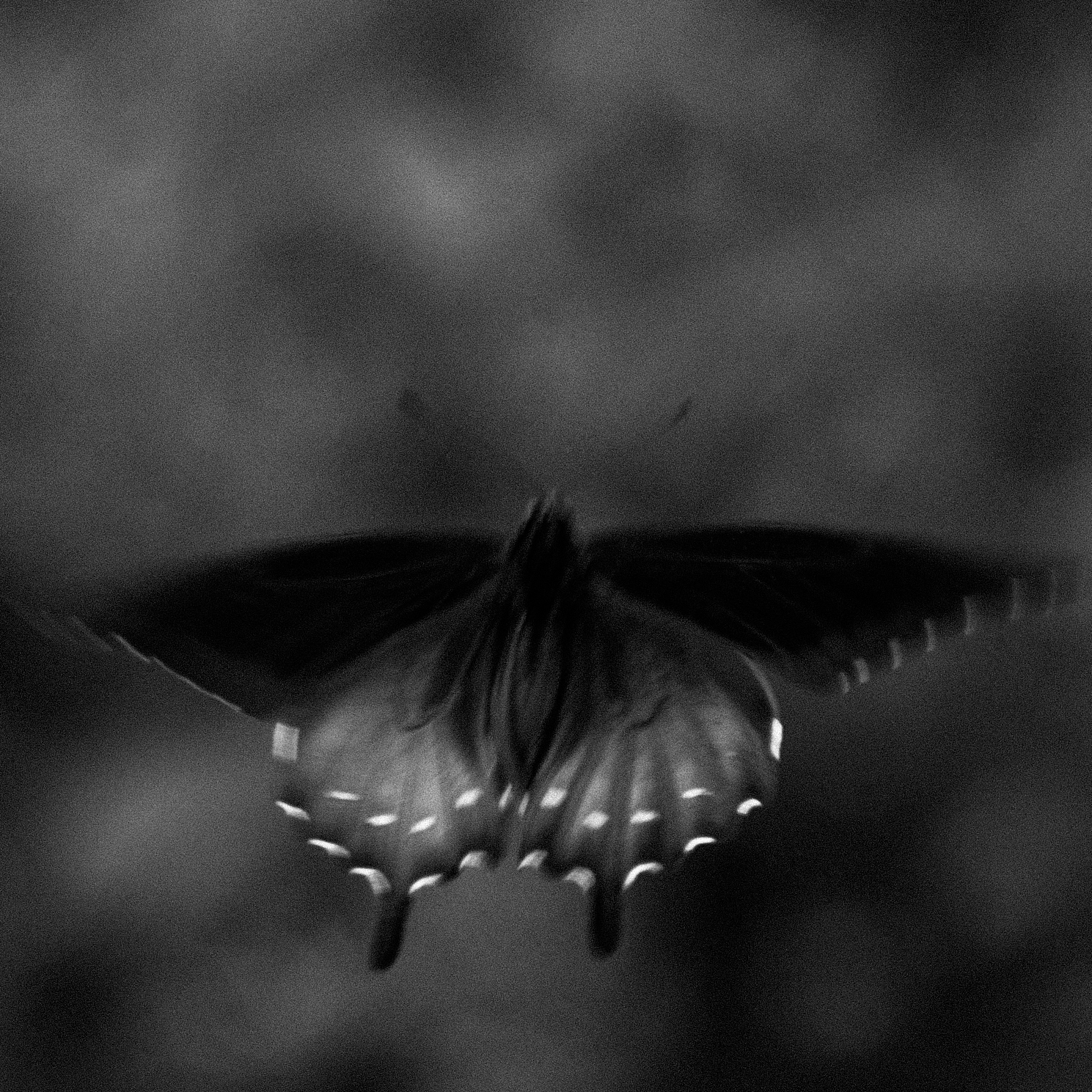 Chrysalis