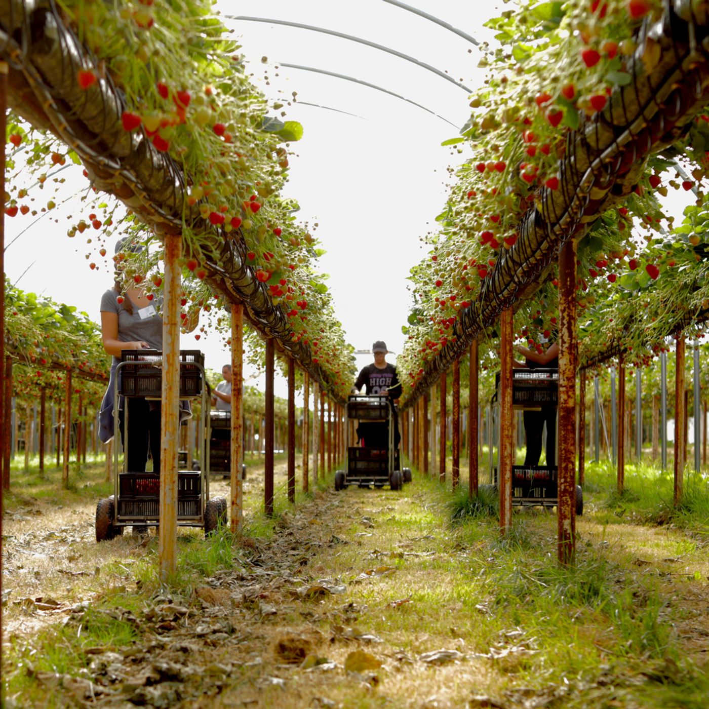 64: Who are the first three horticulture Strategic SmartHort Centres?
