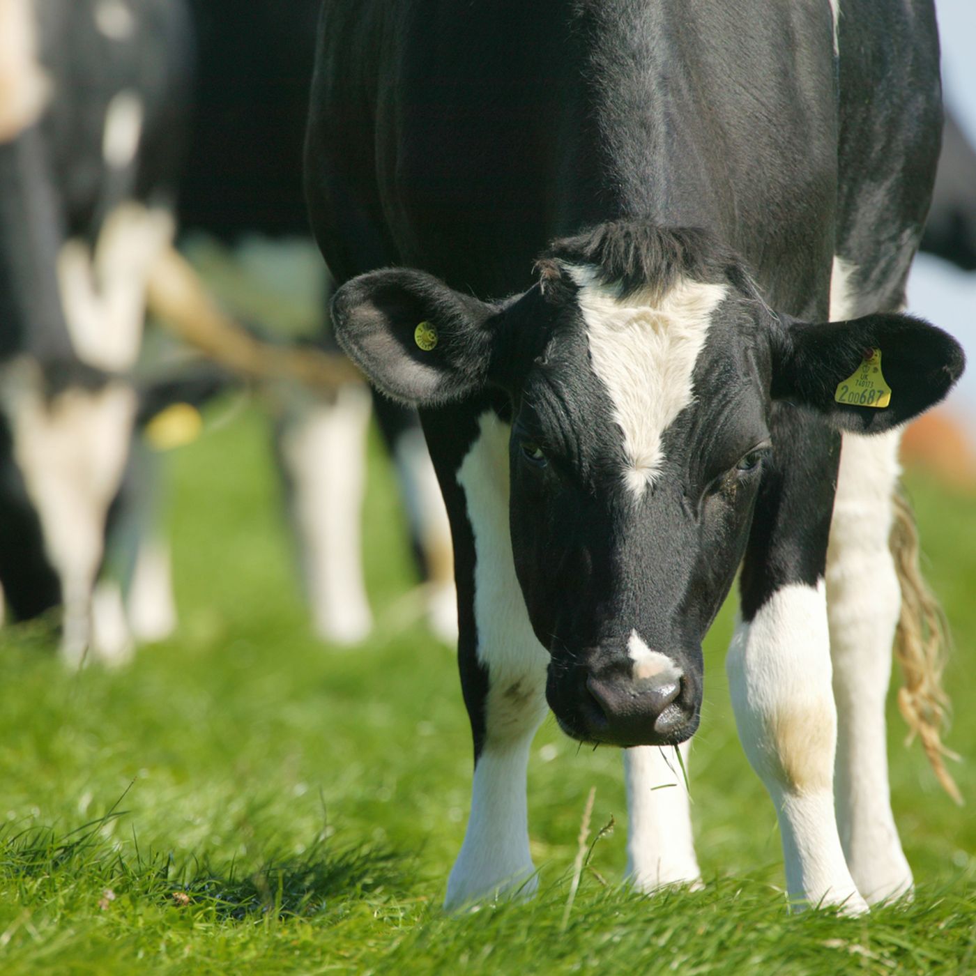 41: Resource Efficiency: Maximising the use of home-grown forage