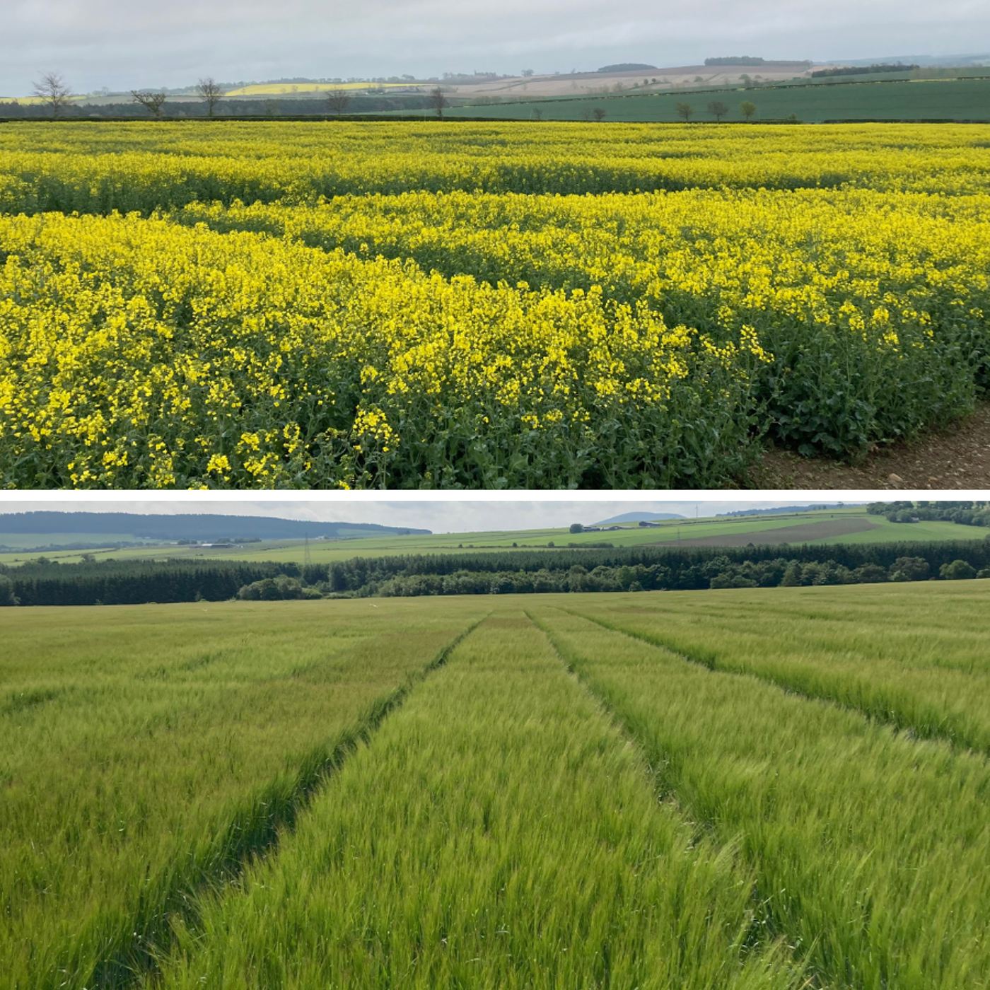 AHDB Food & Farming