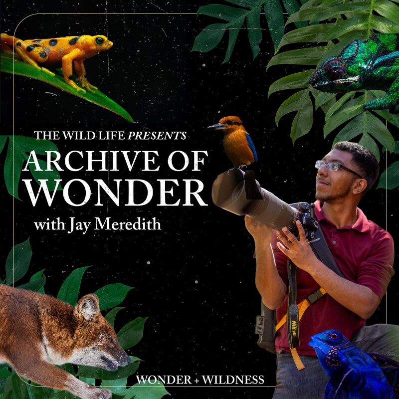 Artwork for podcast The Wild Life