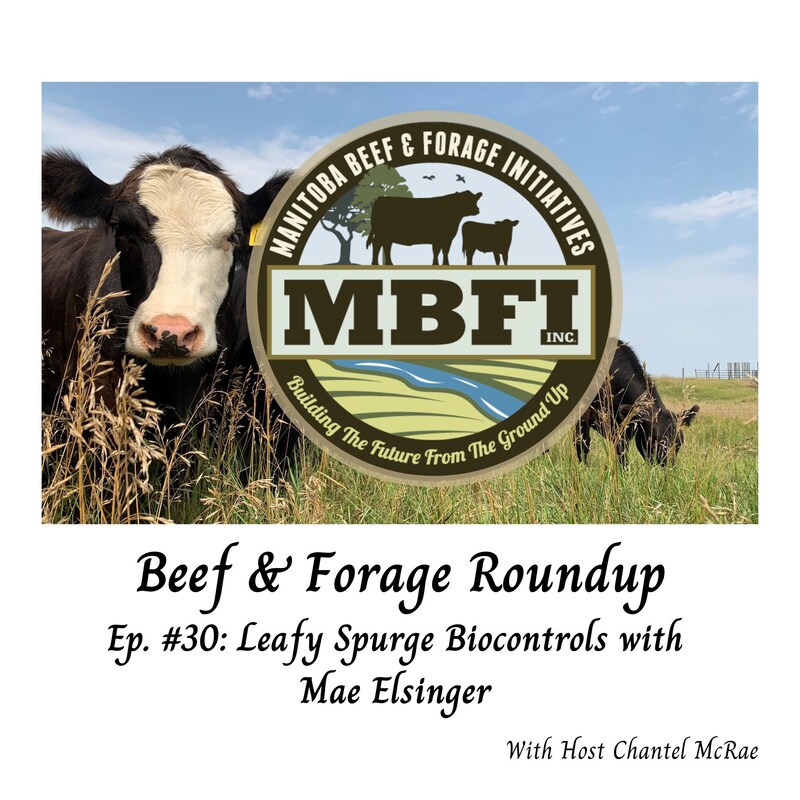 Artwork for podcast Beef and Forage Roundup
