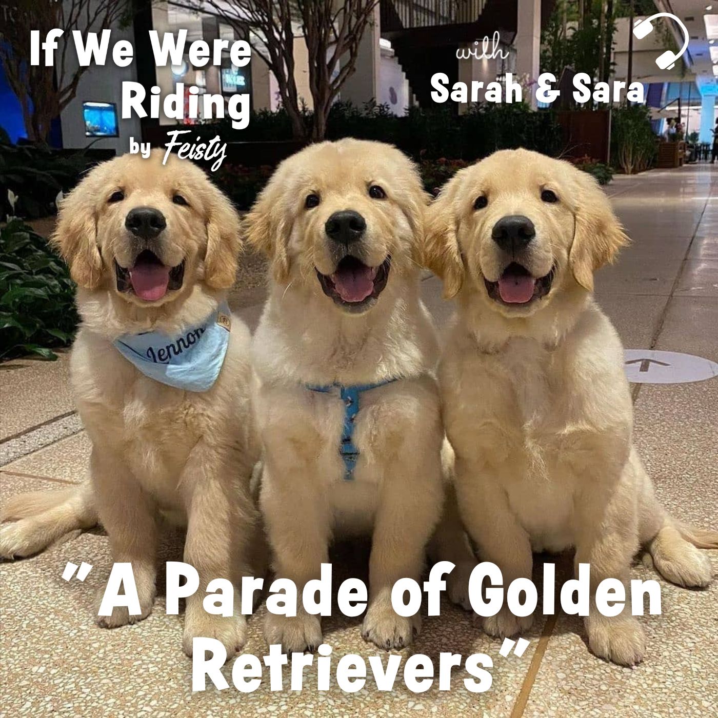 #238 A Parade of Golden Retrievers