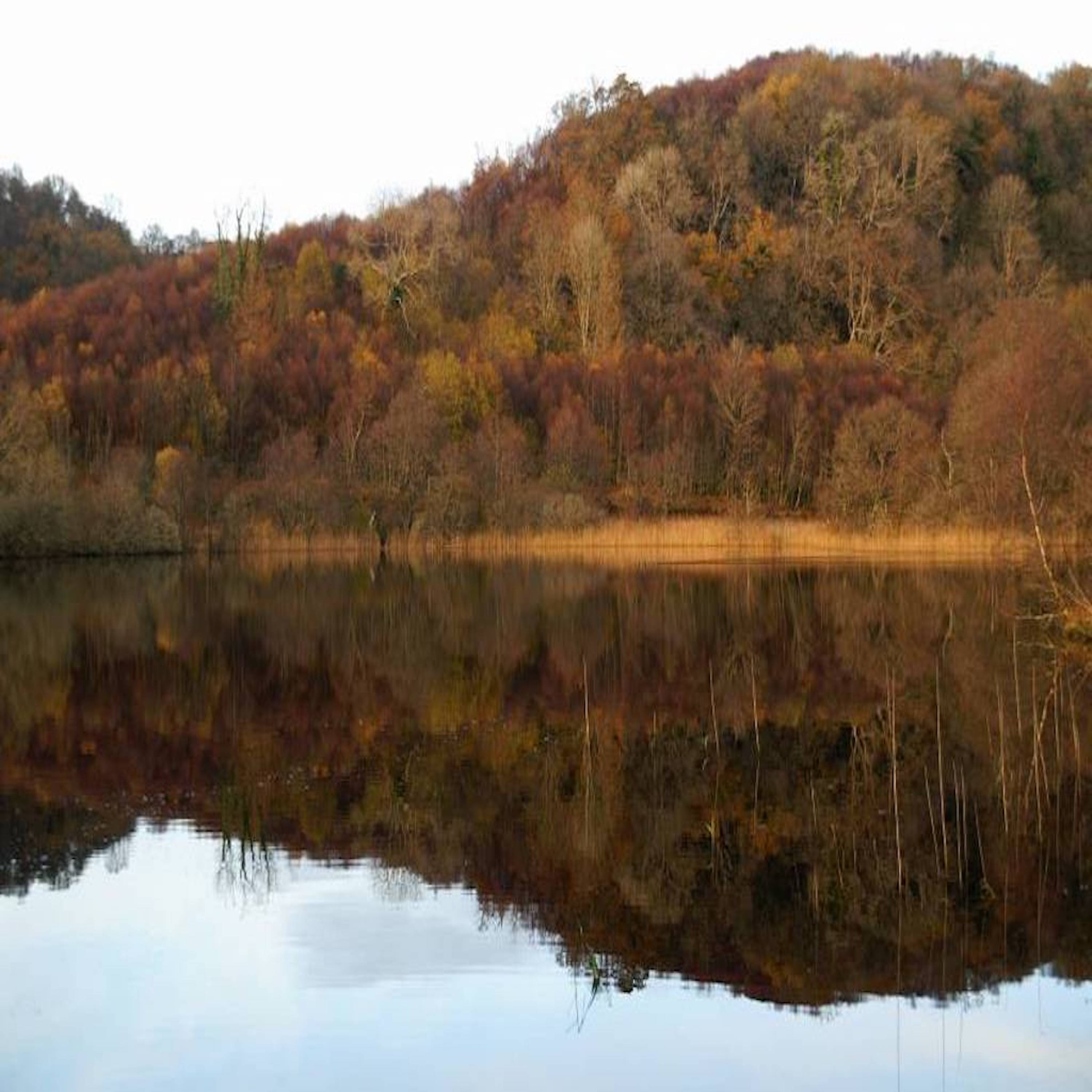 Unveiling the Secrets of Scotland's Celtic Rainforest Part Two