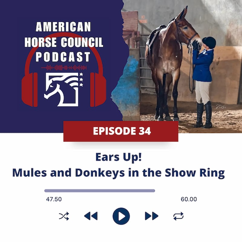 Artwork for podcast Horses in the Morning