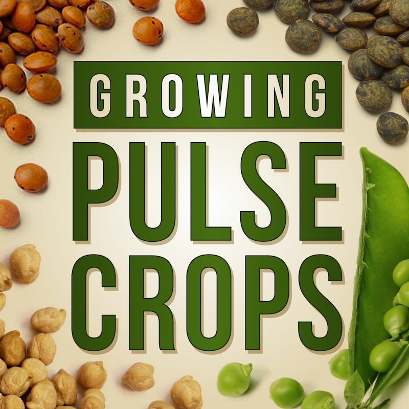 Artwork for podcast Growing Pulse Crops