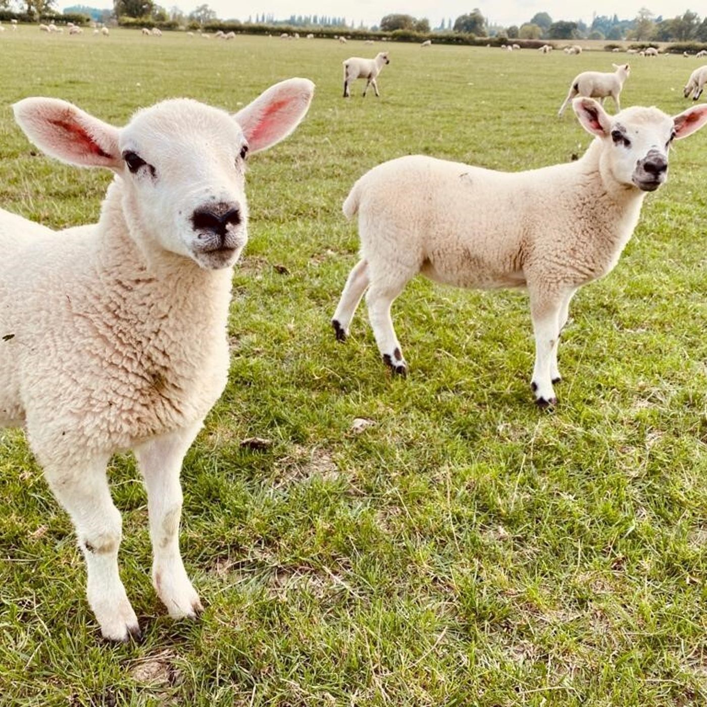 AHDB Food & Farming