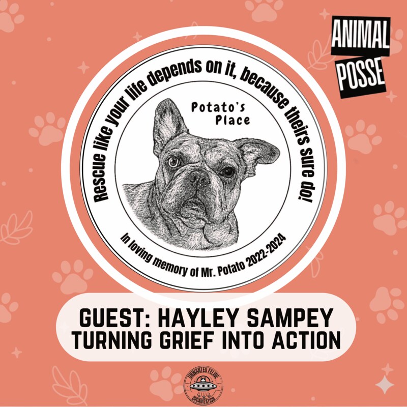 Artwork for podcast Animal Posse