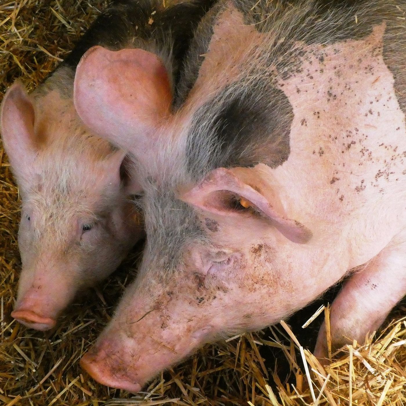 AHDB Food & Farming