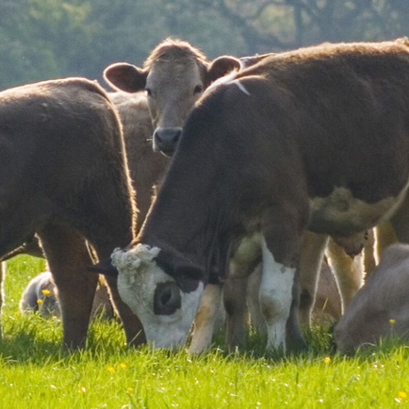 Artwork for podcast AHDB Food & Farming