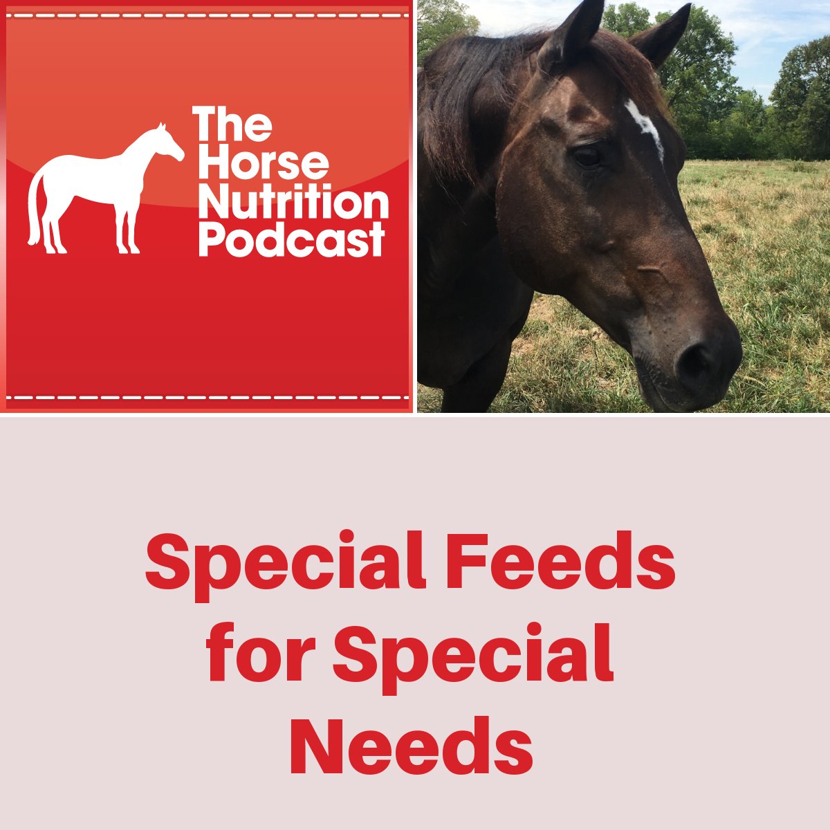 Special Feeds for Special Needs, The Horse Nutrition Podcast