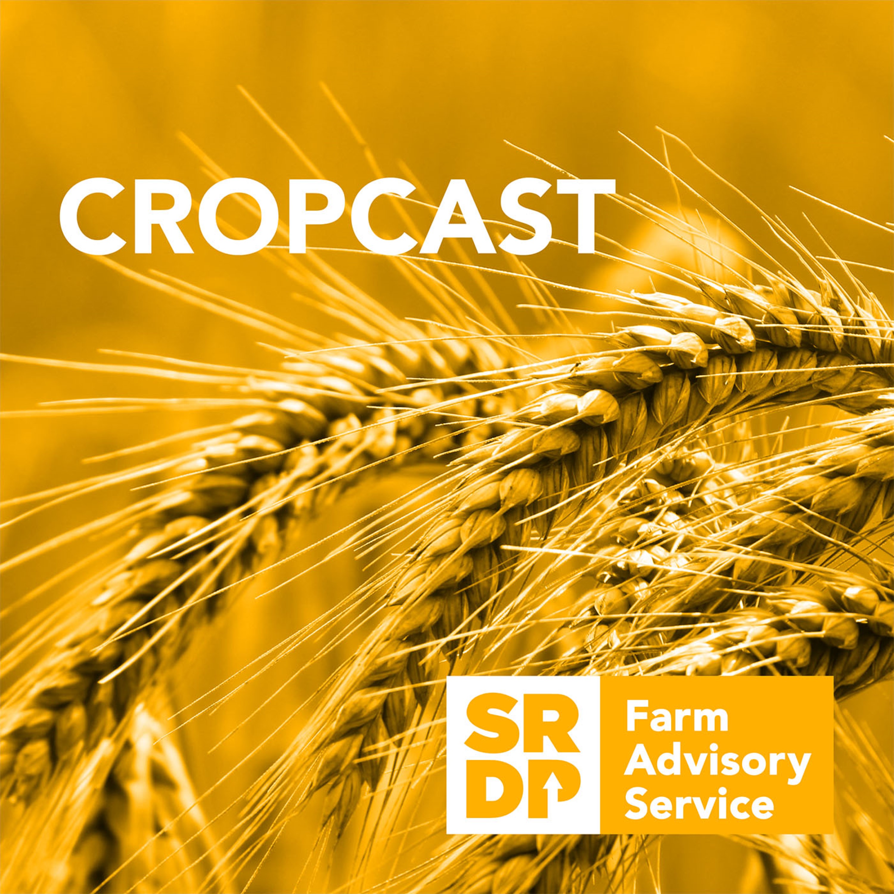 CropCast - Sowing, Growing & Milling at Mungoswells episode artwork