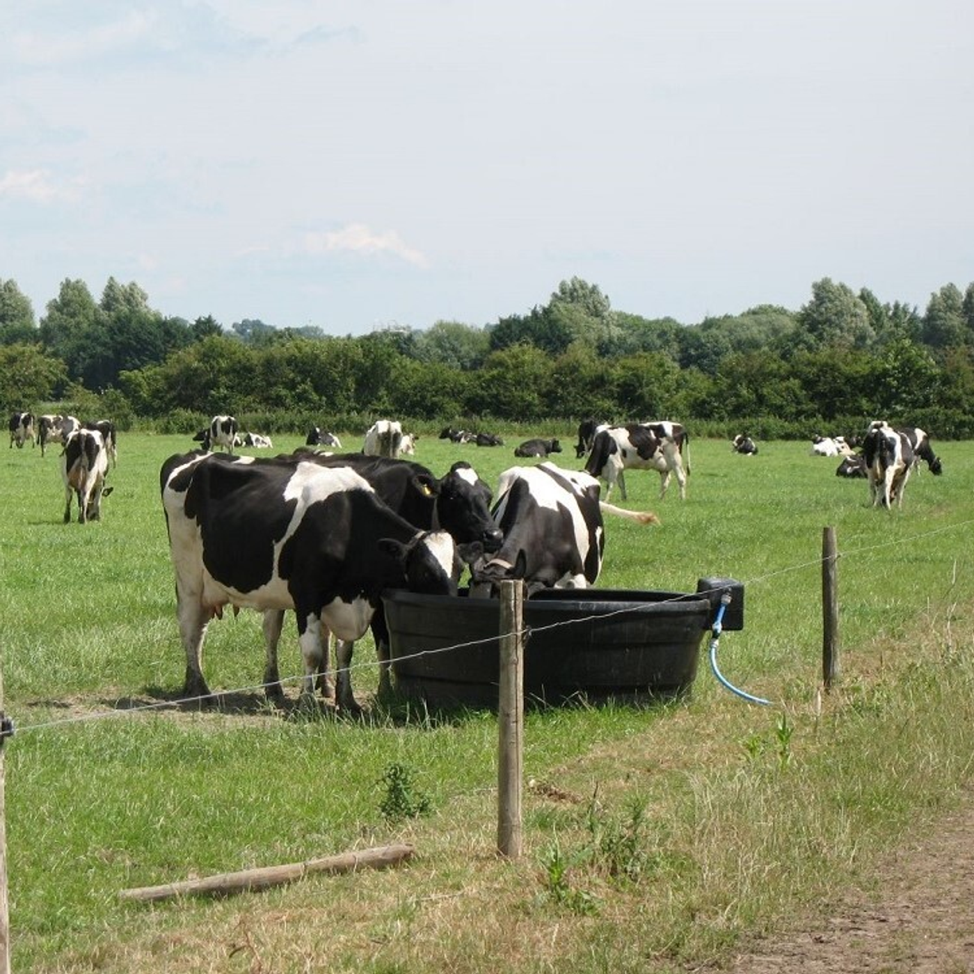 401: Managing heat stress in dairy cows