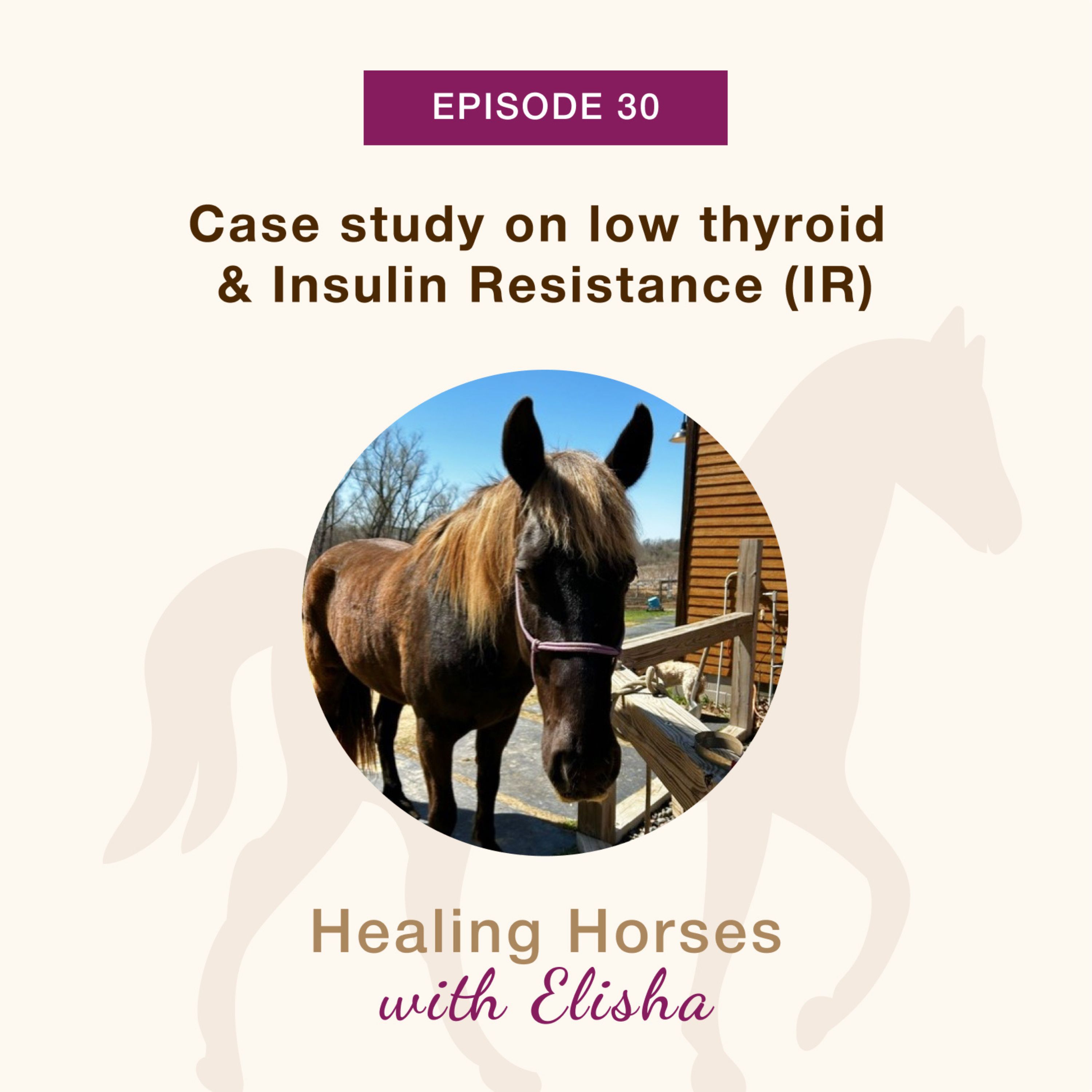 30: Case study on low thyroid and Insulin Resistance (IR) for Horses