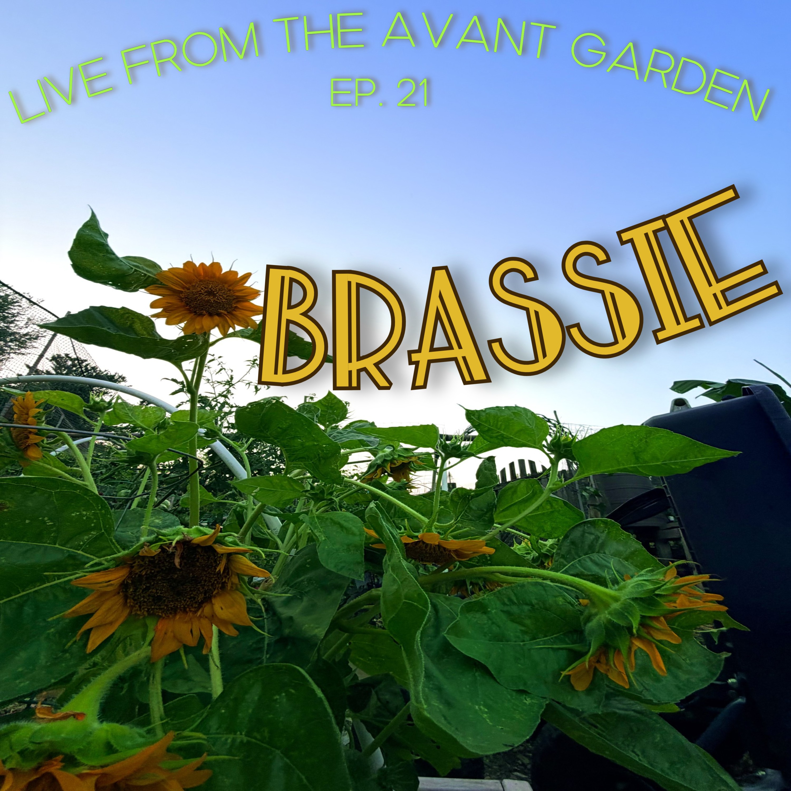 Brassie - Episode 21 episode artwork