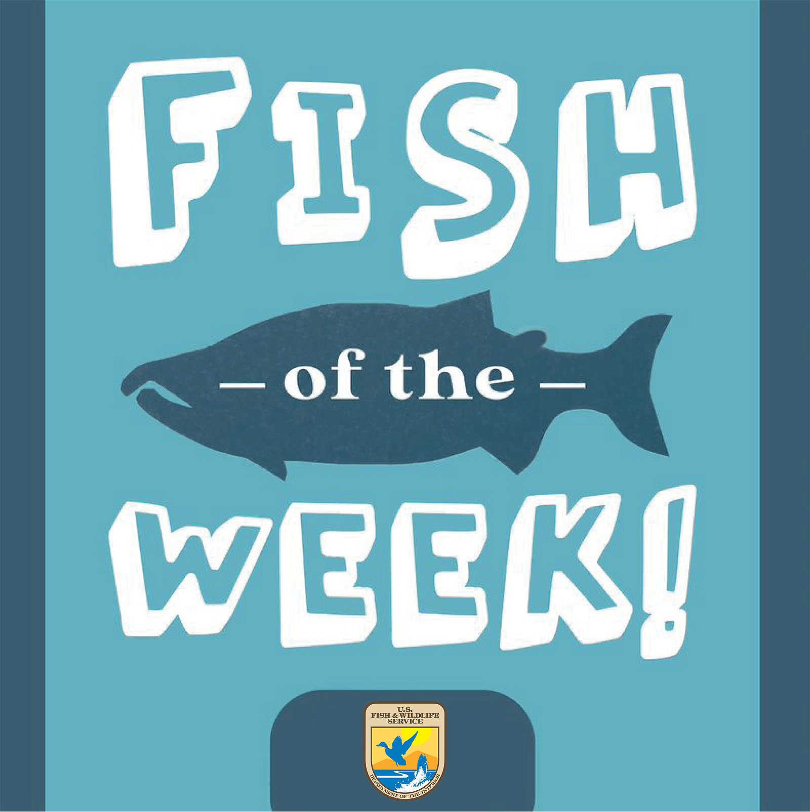 Fish of the Week!