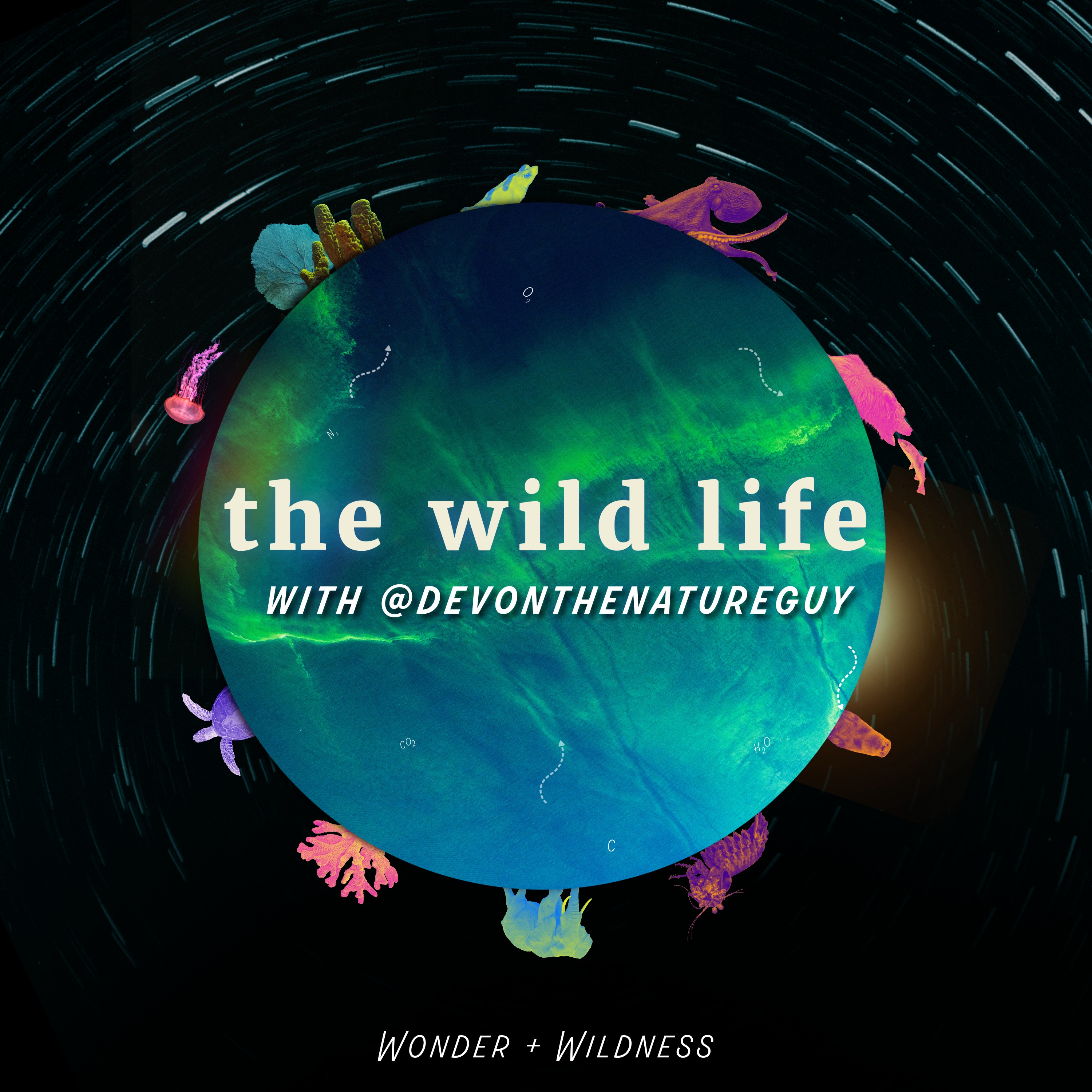 Show artwork for The Wild Life