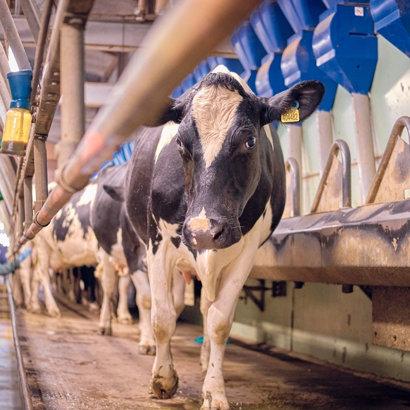 AHDB Food & Farming