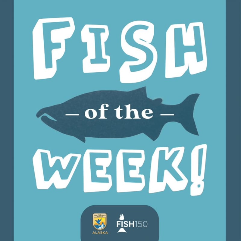 Artwork for podcast Fish of the Week!