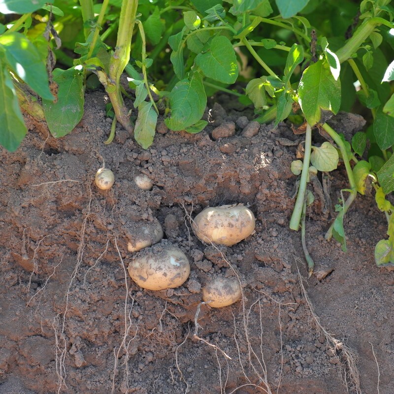 Artwork for podcast AHDB Food & Farming