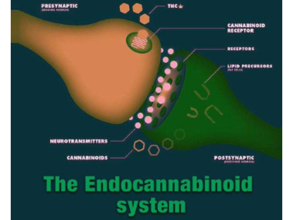 Dr. Mary Clifton - Recognized Expert in CBD and Cannabis