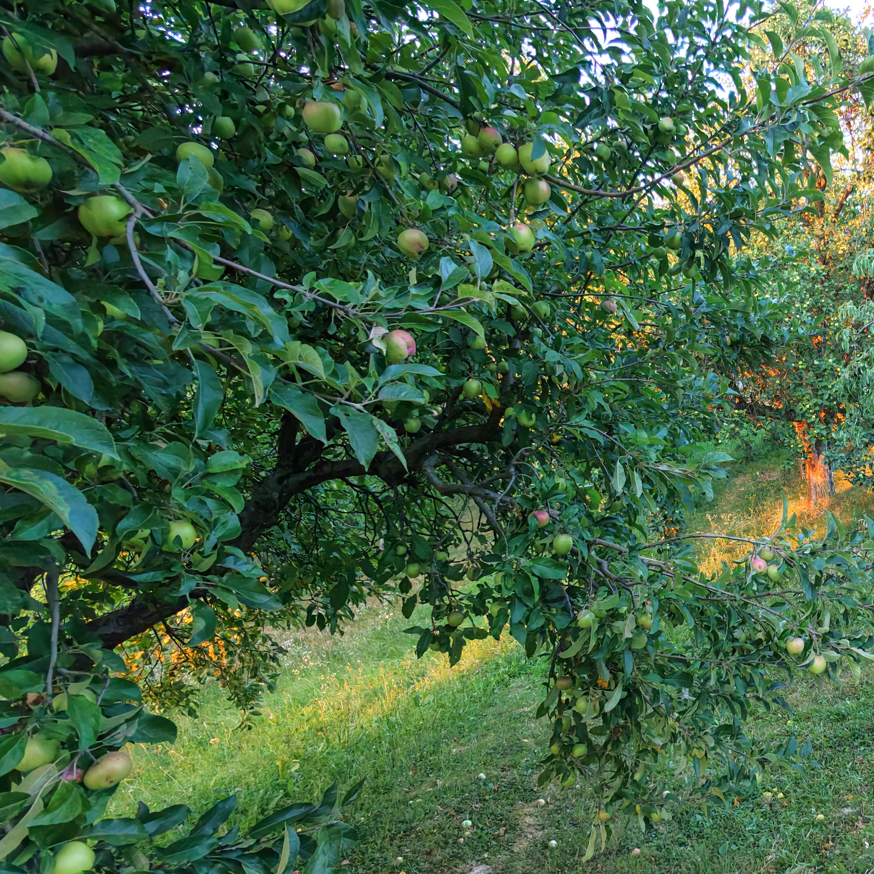 Under the Apple Trees | Heat, YouTube and a New Beginning in Bosnia episode artwork