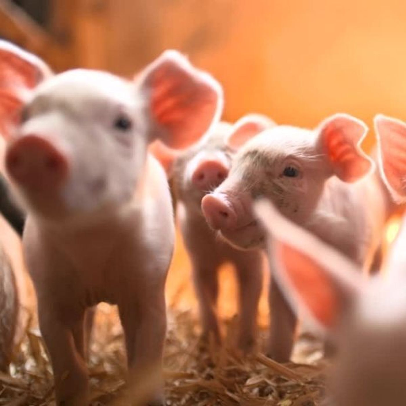 AHDB Food & Farming
