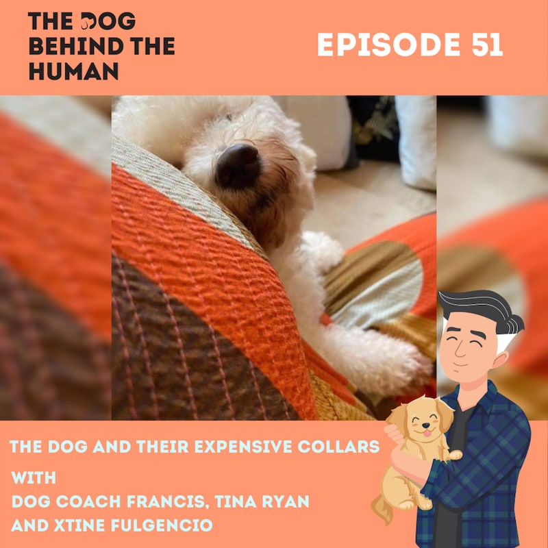 Artwork for podcast The Dog Behind The Human