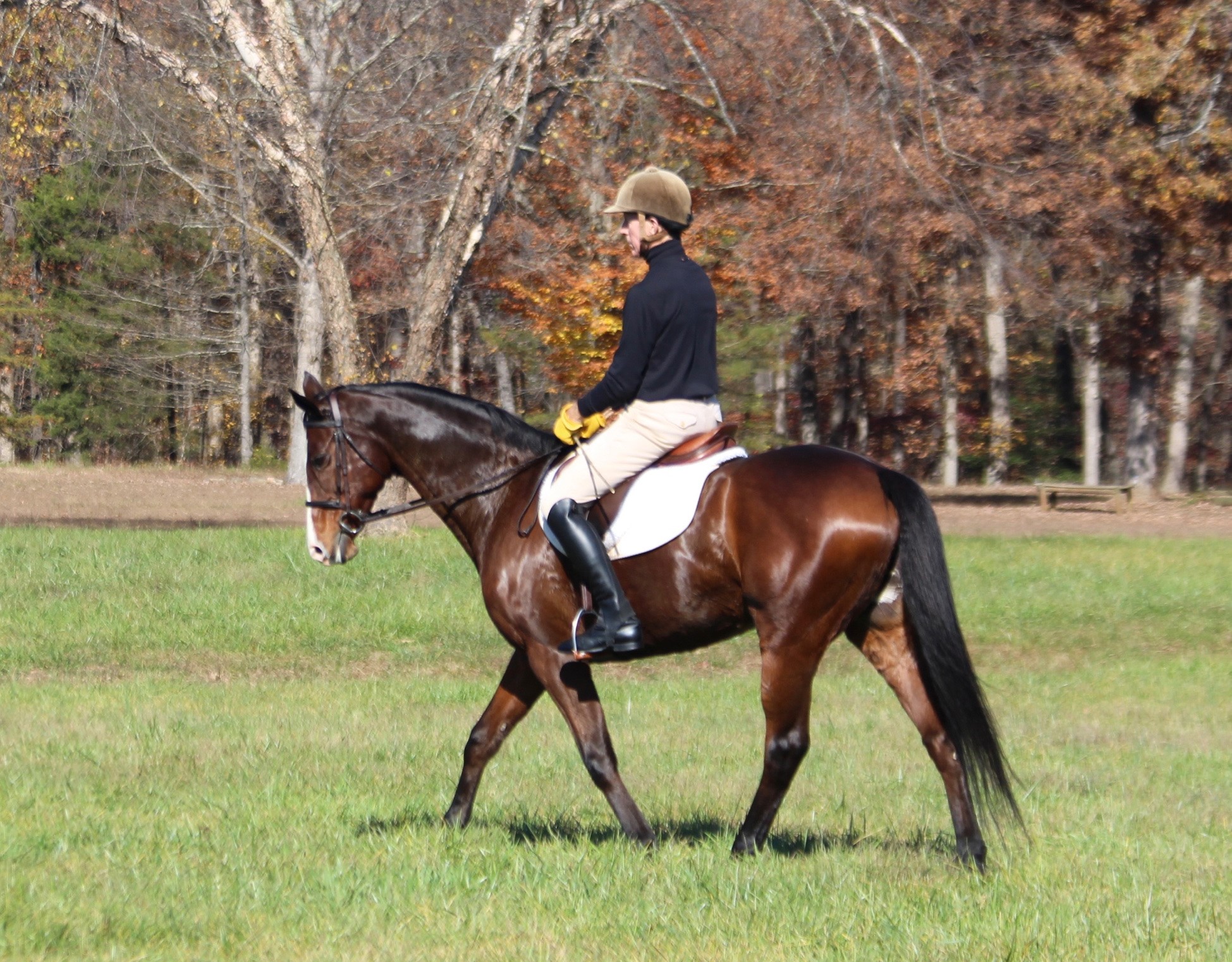 Retired Racehorse Radio