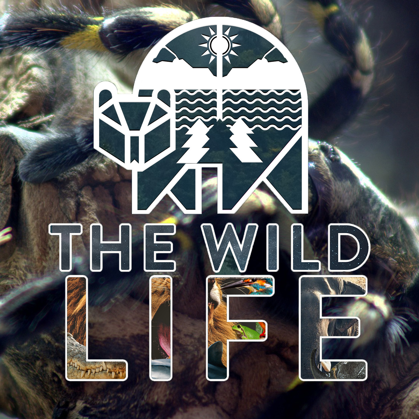 Artwork for podcast The Wild Life