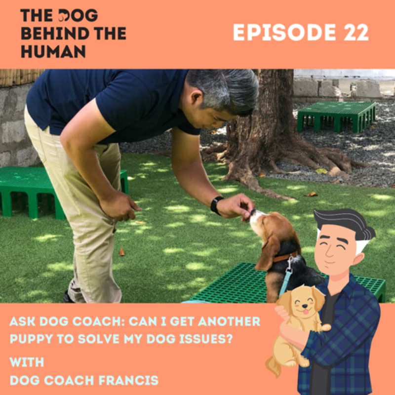 Artwork for podcast The Dog Behind The Human