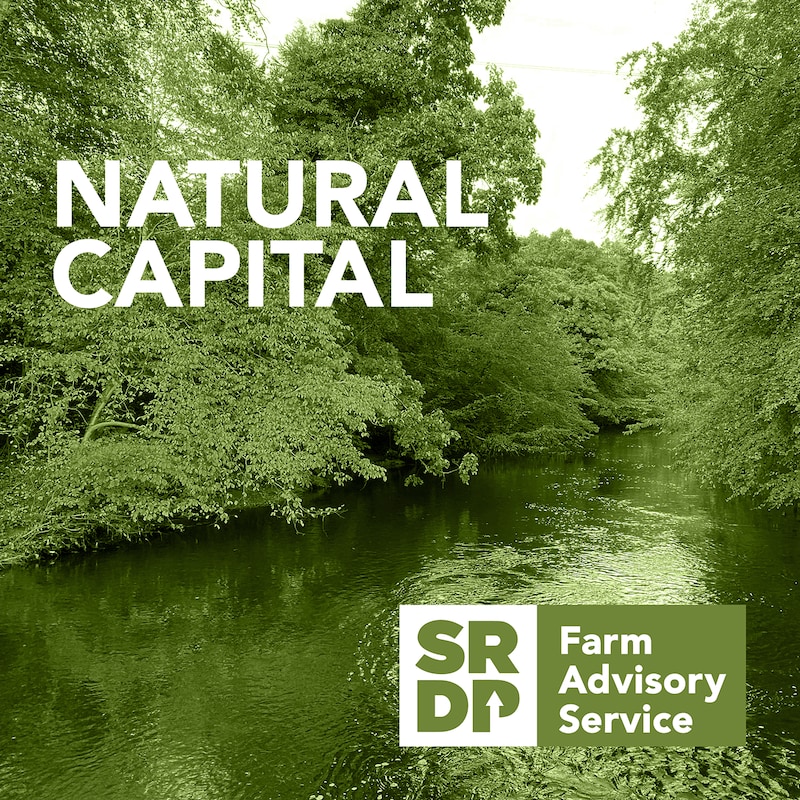 Artwork for podcast Natural Capital