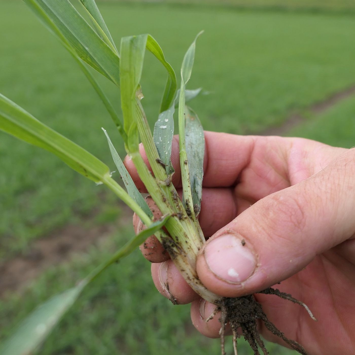 67: Barley innovation at 60 degrees North #Shetland