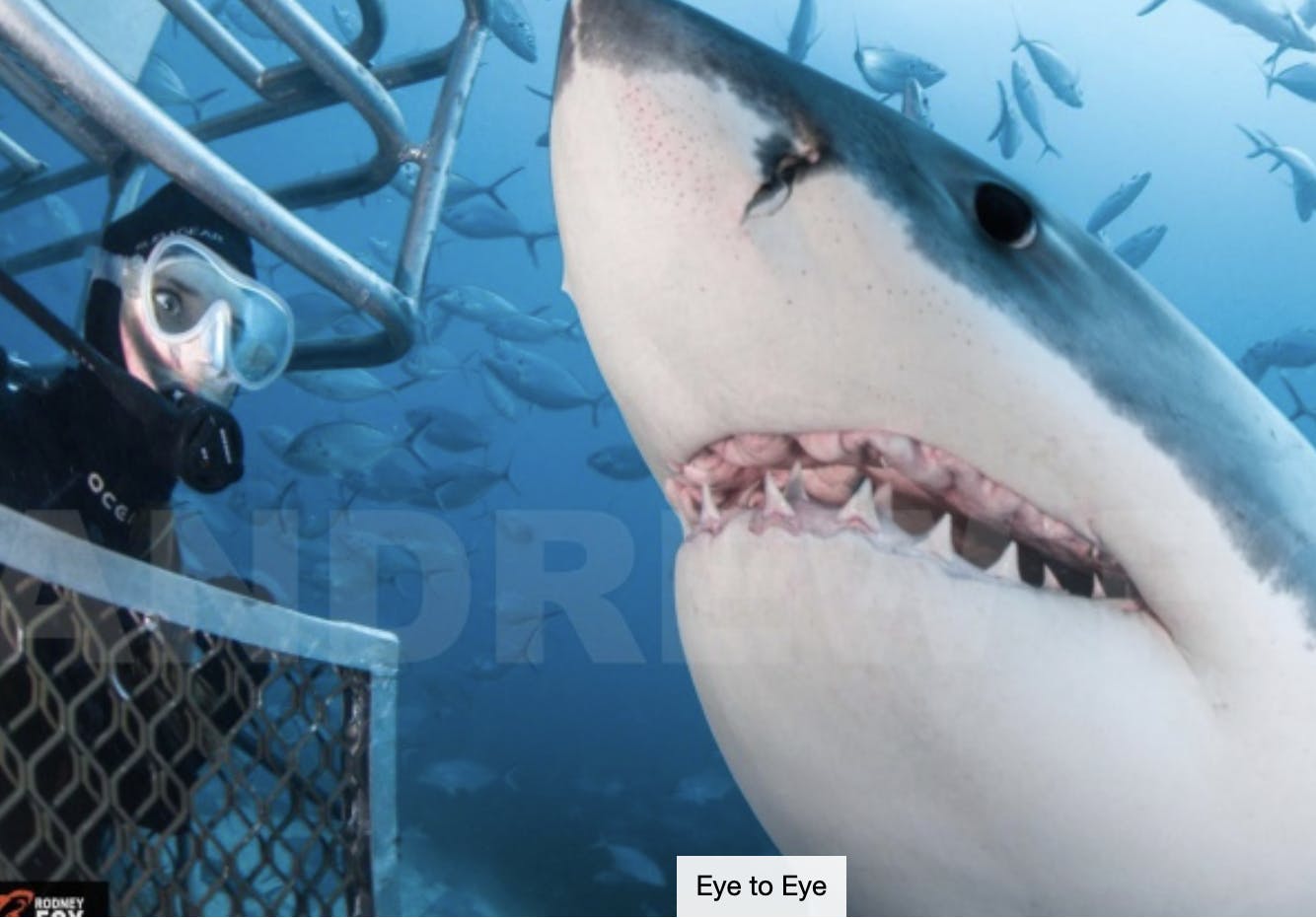 BUCKET LIST: The Everest of Great White Shark Cages Dives