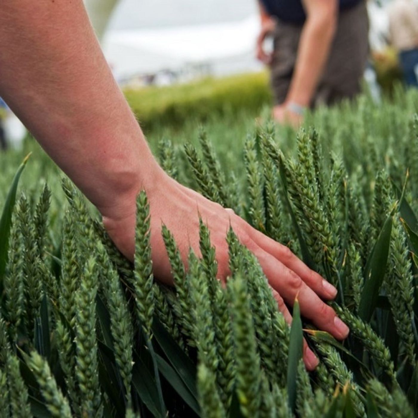 AHDB Food & Farming